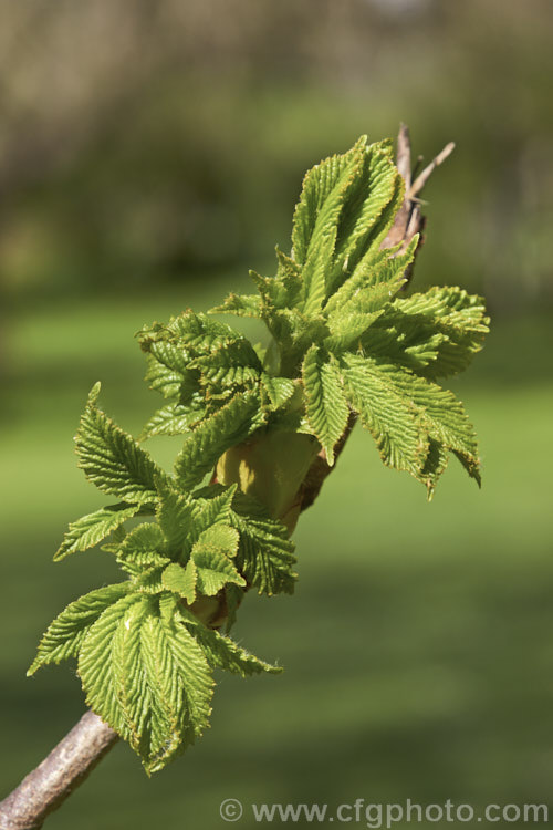 Freshly opening spring foliage of the Horse Chestnut (<i>Aesculus hippocastanum</i>), a 15-25m tall tree from Greece, Albania and Bulgaria. The spring-borne flowers develop into spiky fruiting bodies, each containing two or three hard nuts. Order Sapindales, Family: Sapindaceae