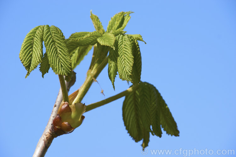 Freshly opening spring foliage of the Horse Chestnut (<i>Aesculus hippocastanum</i>), a 15-25m tall tree from Greece, Albania and Bulgaria. The spring-borne flowers develop into spiky fruiting bodies, each containing two or three hard nuts. Order Sapindales, Family: Sapindaceae