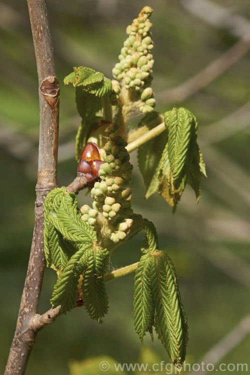 Freshly opening spring foliage and flower buds of the Horse Chestnut (<i>Aesculus hippocastanum</i>), a 15-25m tall tree from Greece, Albania and Bulgaria. The spring-borne flowers develop into spiky fruiting bodies, each containing two or three hard nuts. Order Sapindales, Family: Sapindaceae