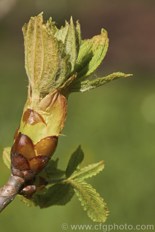 Freshly opening spring foliage of the Horse Chestnut (<i>Aesculus hippocastanum</i>), a 15-25m tall tree from Greece, Albania and Bulgaria. The spring-borne flowers develop into spiky fruiting bodies, each containing two or three hard nuts. Order Sapindales, Family: Sapindaceae