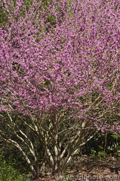 Cercis gigantea, a deciduous, spring-flowering large shrub or small tree native to temperate. East Asia. It grows to around 4m high and wide, and the gigantea epithet refers not to the plant's size but to its leaves, which at up to 10cm long are around twice the size of those of other. Cercis species. cercis-2422htm'>Cercis.