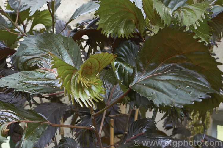 <i>Acalypha wilkesiana</i>) 'Haleakala', a deep purple-bronze foliaged cultivar of Jacob's Coat, Copperleaf or Fijian Fire Plant, a shrub native to the tropical Pacific Islands. Its flower tassels are attractive, but it is primarily a foliage plant notable for its somewhat twisted leaves and deep colour. This picture shows the new growth, which deepens with age. Order: Malpighiales, Family: Euphorbiaceae