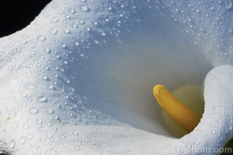 White Arum or Calla. Lily (<i>Zantedeschia aethiopica</i>), a South African perennial that grows to around 15m high with leaves to 40cm long. In mild climates it is evergreen and flowers year-round.