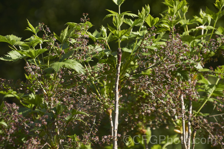 Yellowroot (<i>Xanthorhiza simplicissima</i>), a subshrub or shrubby perennial native to the eastern United States. It grows to around 70cm high x 12m wide and produces panicles of small purple-brown flowers in late spring. The foliage often develops vivid autumn tones. Order: Ranunculales, Family: Ranunculaceae