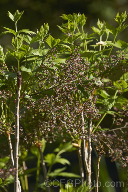 Yellowroot (<i>Xanthorhiza simplicissima</i>), a subshrub or shrubby perennial native to the eastern United States. It grows to around 70cm high x 12m wide and produces panicles of small purple-brown flowers in late spring. The foliage often develops vivid autumn tones. Order: Ranunculales, Family: Ranunculaceae