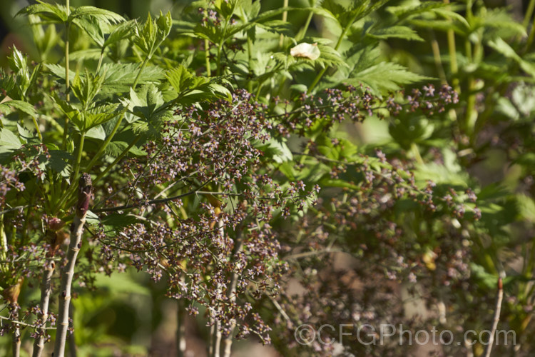 Yellowroot (<i>Xanthorhiza simplicissima</i>), a subshrub or shrubby perennial native to the eastern United States. It grows to around 70cm high x 12m wide and produces panicles of small purple-brown flowers in late spring. The foliage often develops vivid autumn tones. Order: Ranunculales, Family: Ranunculaceae