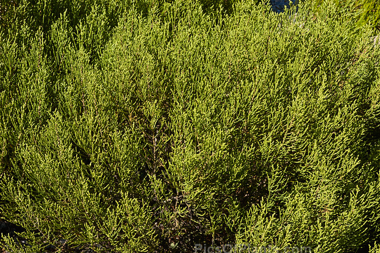 <i>Veronica propinqua</i> (syns. <i>Hebe propinqua</i>, <i>Leonohebe propinqua</i>), an evergreen shrub with very small leaves that are closely adpressed to the stems. Veronicas with this type of foliage are commonly known as whipcord hebes. It is native to the subalpine and alpine regions of the southern South Island of New Zealand. The flowers are white. Order: Lamiales, Family: Plantaginaceae