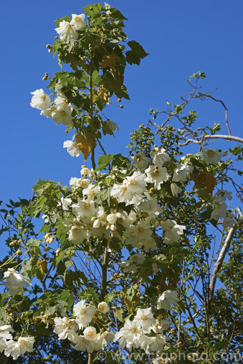 <i>Abutilon vitifolium</i> 'Album', the white-flowered form of this normally mauve-flowered Chilean shrub or small tree. It grows quickly but is inclined to be short-lived. Order: Malvales, Family: Malvaceae