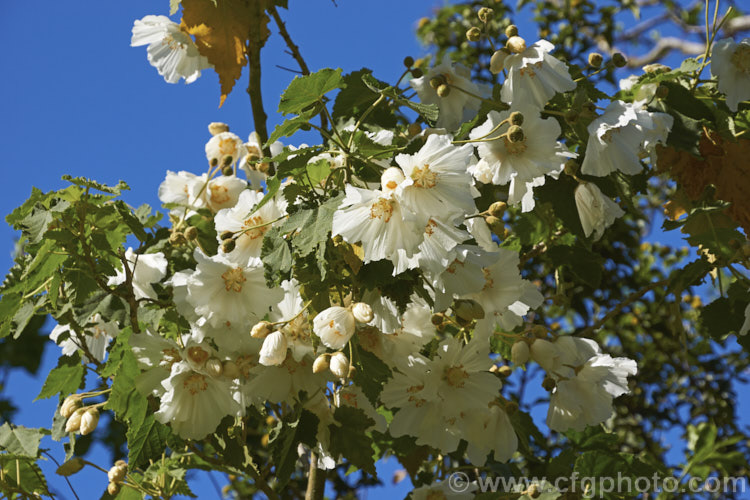 <i>Abutilon vitifolium</i> 'Album', the white-flowered form of this normally mauve-flowered Chilean shrub or small tree. It grows quickly but is inclined to be short-lived. Order: Malvales, Family: Malvaceae