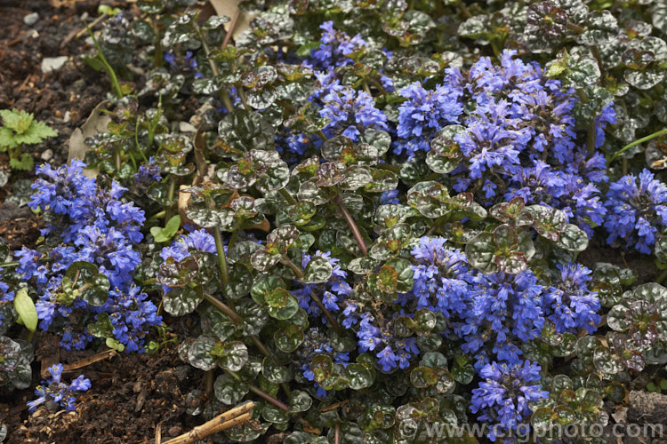 Ajuga reptans 'Chocolate. Chip' (syn 'Valfredda'), sometimes sold as a cultivar of Ajuga tenorei (often misspelt tenorii</i>), this is a very compact dwarf creeping bugle with very short flower stems and small flowers. The foliage has a strong purple-bronze tint, especially in winter. ajuga-2272htm'>Ajuga.