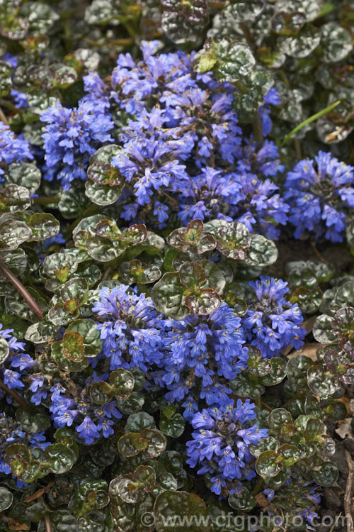 Ajuga reptans 'Chocolate. Chip' (syn 'Valfredda'), sometimes sold as a cultivar of Ajuga tenorei (often misspelt tenorii</i>), this is a very compact dwarf creeping bugle with very short flower stems and small flowers. The foliage has a strong purple-bronze tint, especially in winter. ajuga-2272htm'>Ajuga.