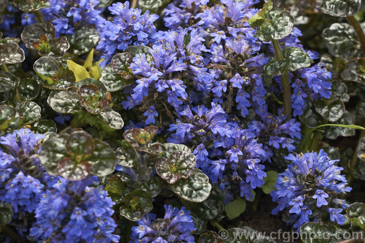 Ajuga reptans 'Chocolate. Chip' (syn 'Valfredda'), sometimes sold as a cultivar of Ajuga tenorei (often misspelt tenorii</i>), this is a very compact dwarf creeping bugle with very short flower stems and small flowers. The foliage has a strong purple-bronze tint, especially in winter. ajuga-2272htm'>Ajuga.