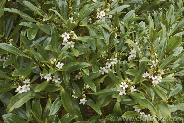 Ngaio (<i>Myoporum laetum</i>), an evergreen shrub or small tree native to New Zealand and found mainly in coastal regions. It grows to around 9m tall and has white spring- to summer-borne flowers followed by reddish purple fruits. myoporum-3164htm'>Myoporum. <a href='scrophulariaceae-plant-family-photoshtml'>Scrophulariaceae</a>.