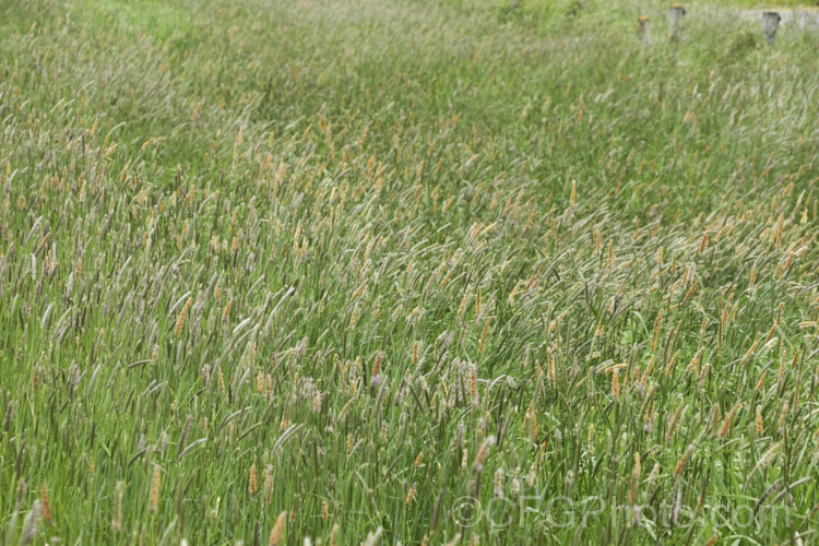 Meadow Foxtail (<i>Alopecurus pratensis</i>), a spring-flowering Eurasian perennial grass that has now become naturalised in many places. It grows to just over 1m tall and generally prefers moist, fertile areas. alopecurus-3495htm'>Alopecurus. .