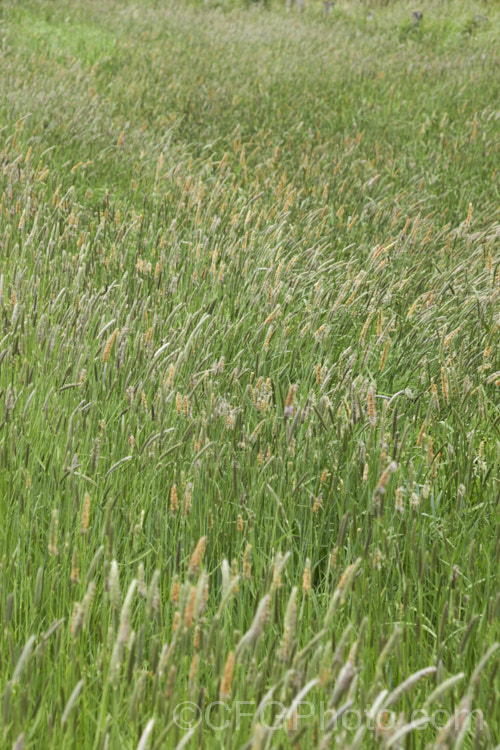 Meadow Foxtail (<i>Alopecurus pratensis</i>), a spring-flowering Eurasian perennial grass that has now become naturalised in many places. It grows to just over 1m tall and generally prefers moist, fertile areas. alopecurus-3495htm'>Alopecurus. .