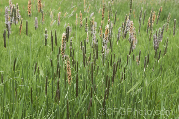 Meadow Foxtail (<i>Alopecurus pratensis</i>), a spring-flowering Eurasian perennial grass that has now become naturalised in many places. It grows to just over 1m tall and generally prefers moist, fertile areas. alopecurus-3495htm'>Alopecurus. .