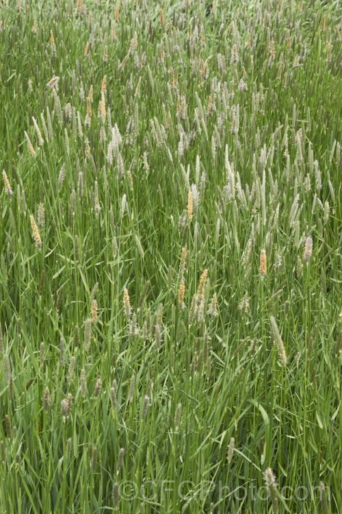 Meadow Foxtail (<i>Alopecurus pratensis</i>), a spring-flowering Eurasian perennial grass that has now become naturalised in many places. It grows to just over 1m tall and generally prefers moist, fertile areas. alopecurus-3495htm'>Alopecurus. .