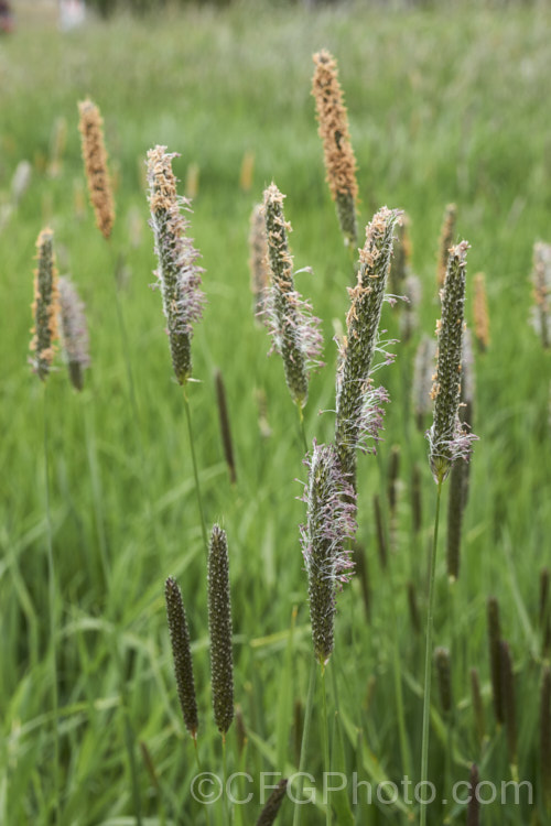 Meadow Foxtail (<i>Alopecurus pratensis</i>), a spring-flowering Eurasian perennial grass that has now become naturalised in many places. It grows to just over 1m tall and generally prefers moist, fertile areas. alopecurus-3495htm'>Alopecurus. .