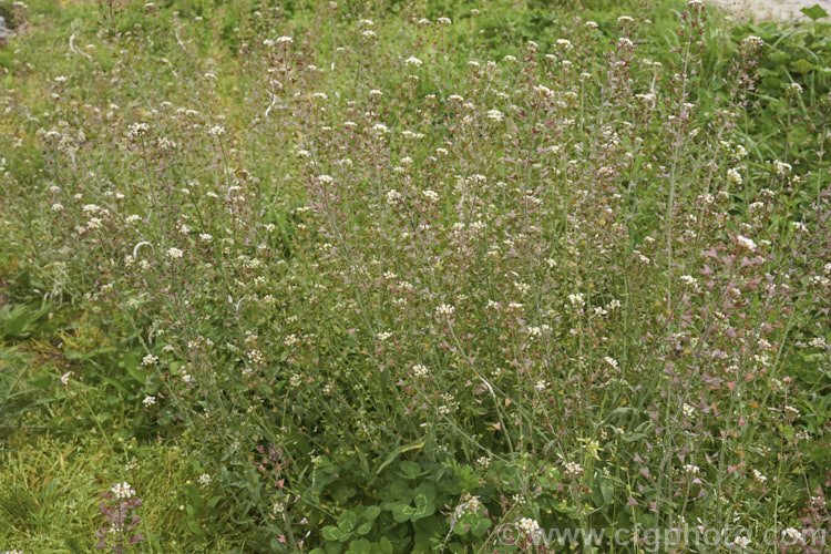 Shepherd's Purse (<i>Capsella bursa-pastoris</i>), a taproot-forming annual that is widely occurring weed of cultivated land. The common and scientific names are derived from the shape of the seed capsule. Order: Brassicales, Family: Brassicaceae