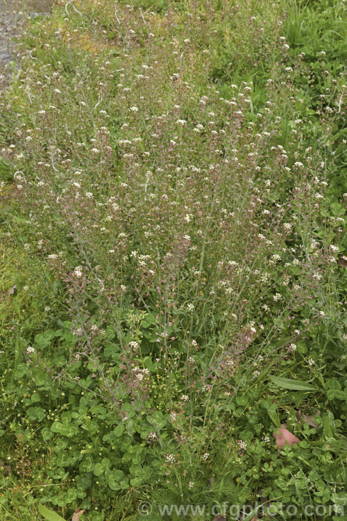 Shepherd's Purse (<i>Capsella bursa-pastoris</i>), a taproot-forming annual that is widely occurring weed of cultivated land. The common and scientific names are derived from the shape of the seed capsule. Order: Brassicales, Family: Brassicaceae