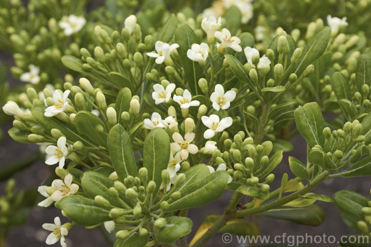 Japanese Pittosporum (<i>Pittosporum tobira</i>), an evergreen shrub native to southern Japan. It is grown for its lustrous green foliage and its spring- to early summer-borne clusters of small white to cream flowers, which are mildly scented. When ripe, the seedpods split open to reveal orange seeds. Although capable of reaching 10m tall, it is usually far smaller in cultivation and can be trimmed as a hedge. Order: Apiales, Family: Pittosporaceae