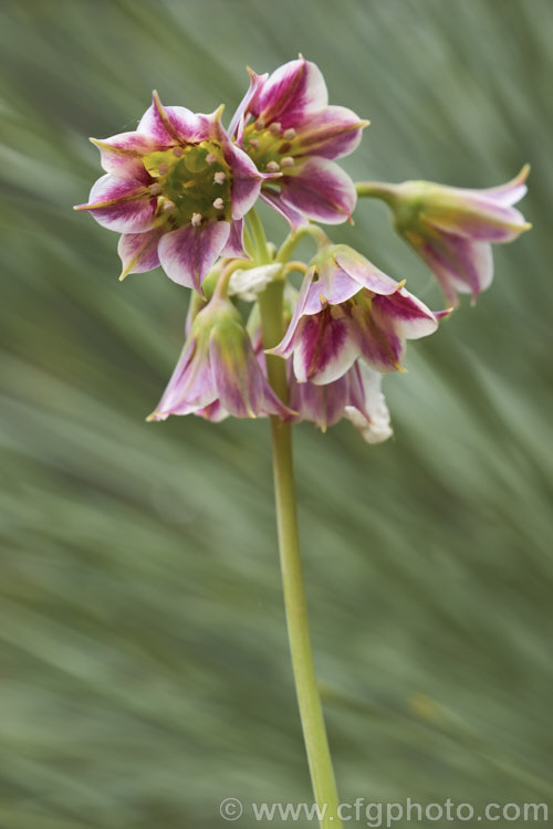 Sicilian. Honey. Garlic (<i>Allium siculum [syn. Nectaroscordum siculum]), a perennial bulbous-rooted plant found around much of the northern Mediterranean, including Corsica and Sicily. Although the flowerhead is small, the individual flowers are large for an allium and the fine, wiry stem can be up to 1m tall. The foliage is strongly aromatic. This photo is the same as CFGah79 except that the focal point is the anthers of the closer of the two top flowers. allium-2045htm'>Allium.