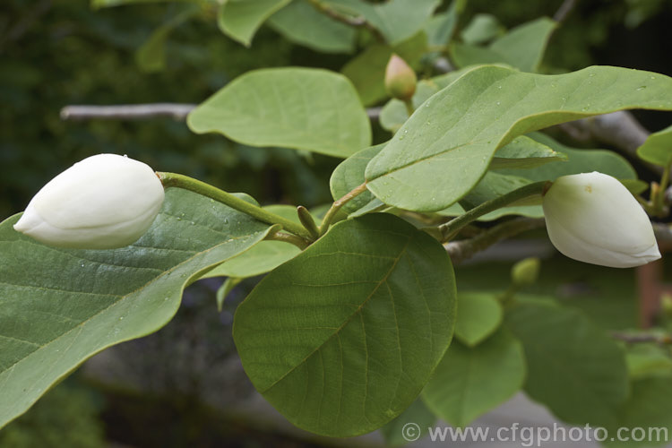 The flower buds of Magnolia sieboldii, a fragrant summer-flowering deciduous shrub or small tree native to temperate. East Asia. The pendulous flowers are held on near-horizontally side-shoots and are followed by pinkish-red fruit. Order: Magnoliales, Family: Magnoliaceae