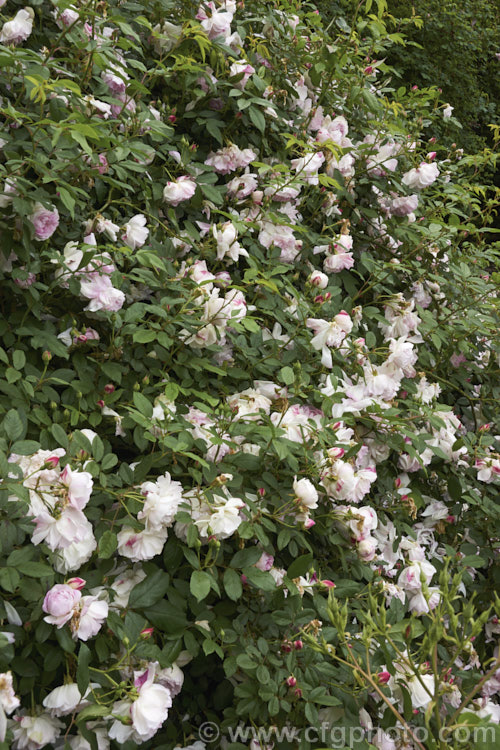 Rosa Indica Major photo at Pictures of Plants stock image library