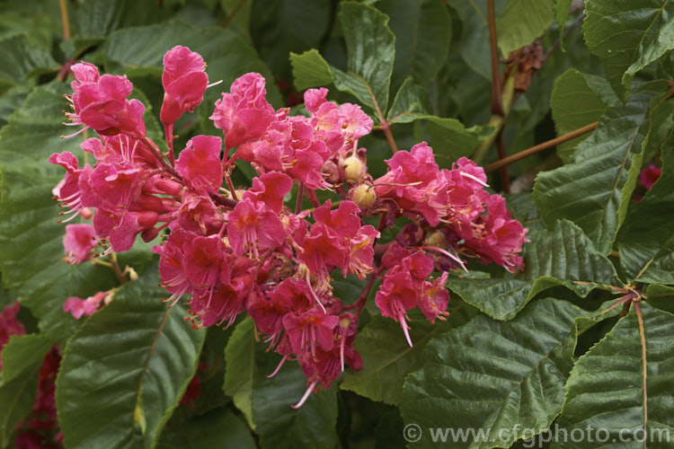 Aesculus x carnea 'Briotii' (<i>Aesculus hippocastanum x Aesculus pavia</i>), the darkest-flowered and most popular cultivar of this cross, it is a 15-25m tall deciduous tree widely cultivated as a specimen or street tree. Order Sapindales, Family: Sapindaceae