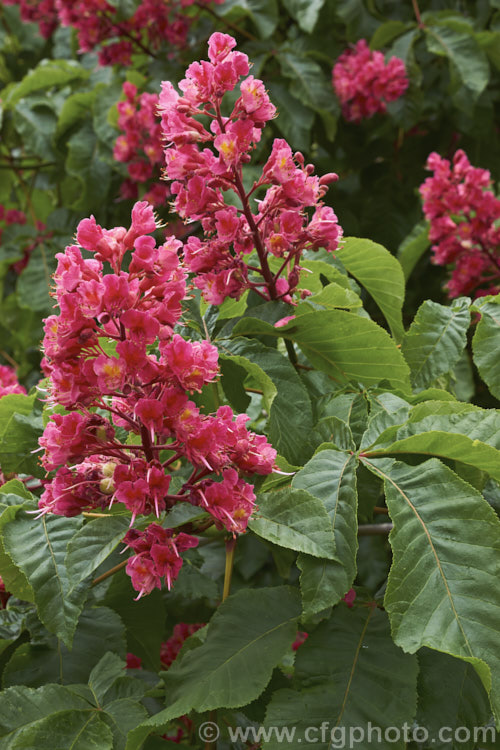 Aesculus x carnea 'Briotii' (<i>Aesculus hippocastanum x Aesculus pavia</i>), the darkest-flowered and most popular cultivar of this cross, it is a 15-25m tall deciduous tree widely cultivated as a specimen or street tree. Order: Sapindales, Family: Sapindaceae