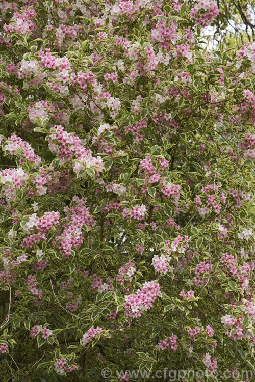 Weigela florida 'Variegata', a very popular variegated foliage form of a spring-flowering deciduous shrub native to northern China, Japan and Korea. It grows to around 35m tall weigela-2307htm'>Weigela. <a href='caprifoliaceae-plant-family-photoshtml'>Caprifoliaceae</a>.