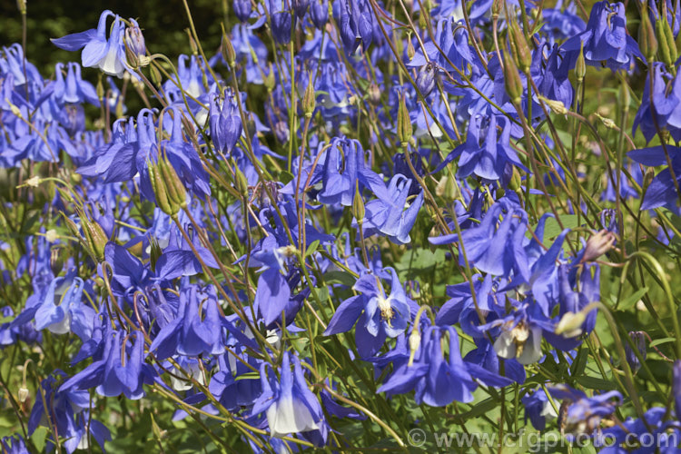 Granny's Bonnet or European Columbine (<i>Aquilegia vulgaris</i>), a spring- to early summer-flowering perennial native to Europe. It grows to around 90cm tall and is the parent of many garden cultivars and hybrids. Order: Ranunculales, Family: Ranunculaceae