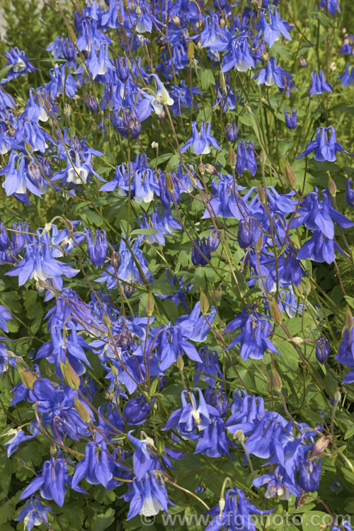 Granny's Bonnet or European Columbine (<i>Aquilegia vulgaris</i>), a spring- to early summer-flowering perennial native to Europe. It grows to around 90cm tall and is the parent of many garden cultivars and hybrids. Order: Ranunculales, Family: Ranunculaceae