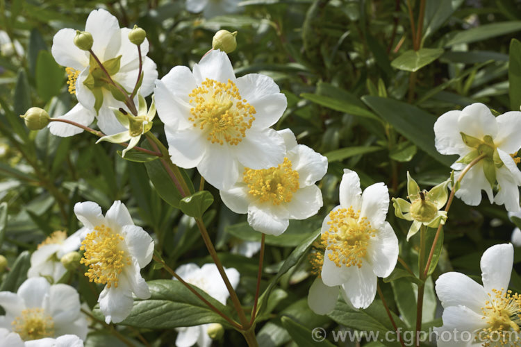 Tree Anemone (<i>Carpenteria californica</i>), an evergreen spring- to early summer-flowering shrub native to California. It grows to around 2m high and wide. Do not confuse with the Carpentaria palm.  Order: Cornales, Family: Hydrangeaceae