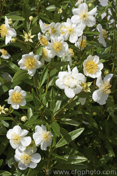 Tree Anemone (<i>Carpenteria californica</i>), an evergreen spring- to early summer-flowering shrub native to California. It grows to around 2m high and wide. Do not confuse with the Carpentaria palm.  Order: Cornales, Family: Hydrangeaceae