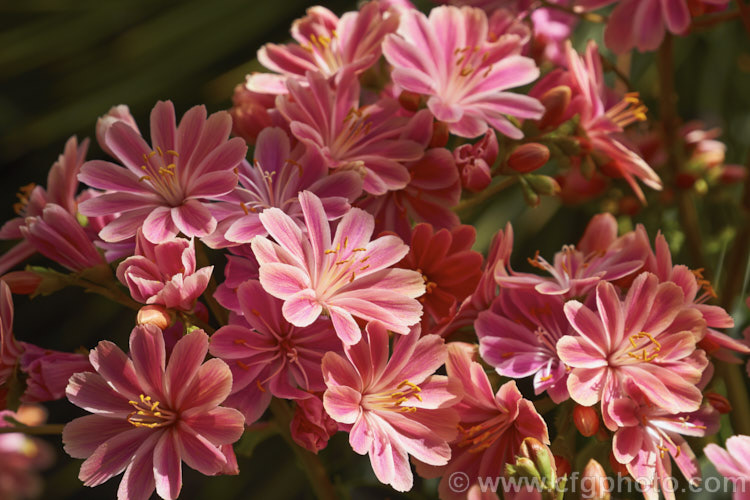 One of the many cultivars of the Siskiyou. Bitterroot (<i>Lewisia cotyledon</i>), an evergreen, succulent, summer-flowering perennial native to northwestern California and southwestern Oregon, USA lewisia-3086htm'>Lewisia. <a href='montiaceae-plant-family-photoshtml'>Montiaceae</a>.