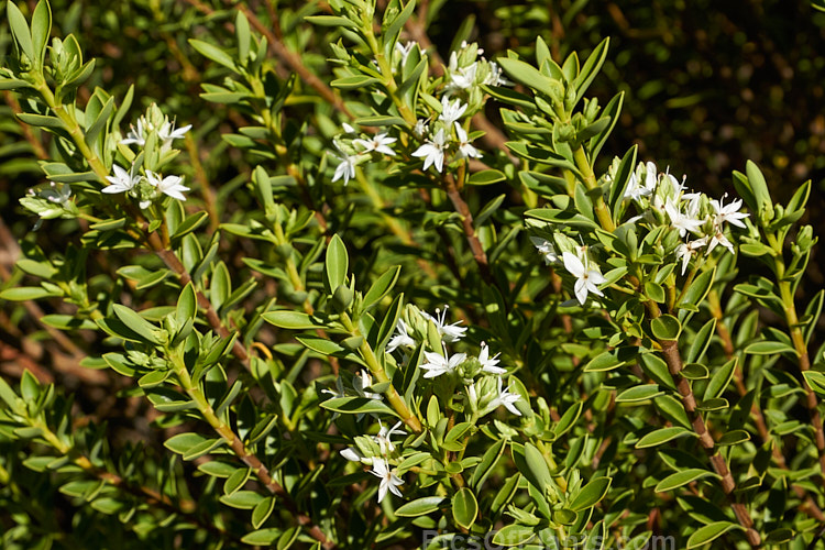 <i>Veronica rupicola</i> (syn. <i>Hebe rupicola</i>), an evergreen shrub around 1m high found in rocky places in the north-central area of the South Island of New Zealand. It bears white flowers in summer. Order: Lamiales, Family: Plantaginaceae