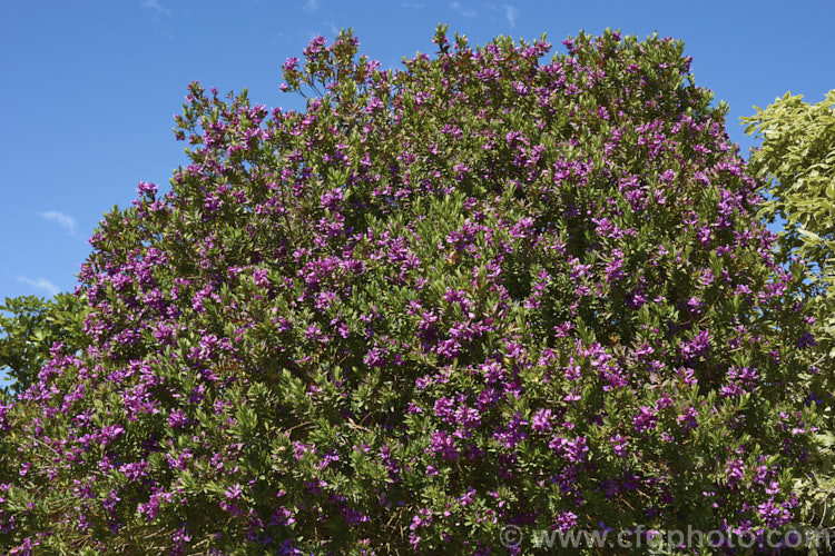 Polygala myrtifolia var. grandiflora, the commonly cultivated large-flowered form of an evergreen shrub native to South Africa. It is an almost continuous-flowering, spreading bush up to 25m high and wide. Order: Fabales, Family: Polygalaceae