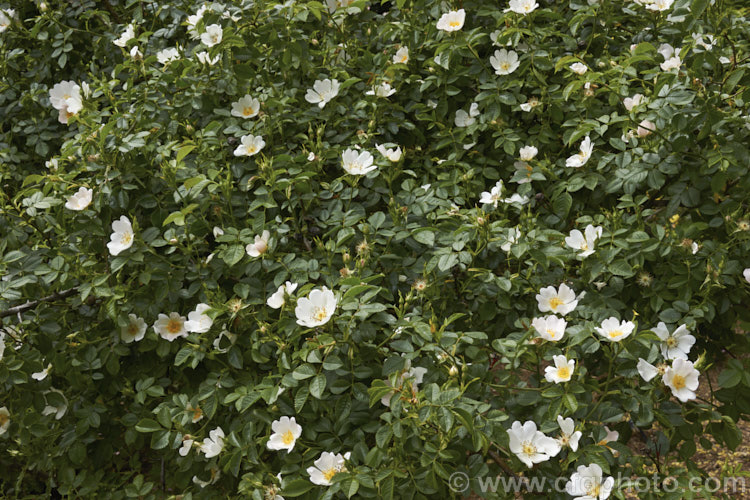 Rosa corymbifera, a species shrub rose native to central Europe. It resembles. Rosa canina and Rosa dumetorum and has at times been considered as synonymous with those species or a hybrid between them. It can grow to 3m high and wide. Order: Rosales, Family: Rosaceae