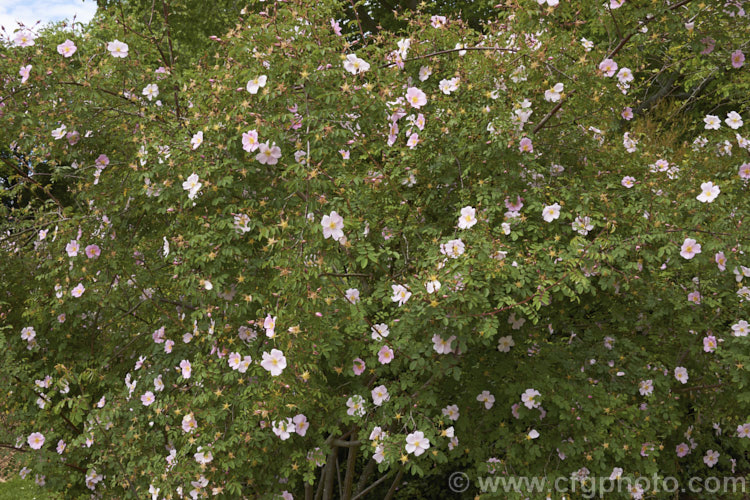 Rosa webbiana, a 1-2m tall shrub rose with arching stems and mildly scented flowers. It occurs naturally through much of Central Asia. Order: Rosales, Family: Rosaceae