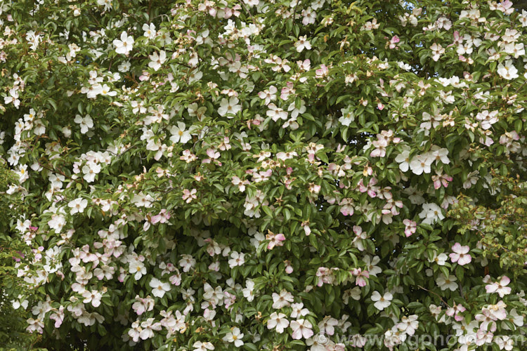 Cooper's Burmese. Rose (<i>Rosa 'Cooperi' [syns. Rosa gigantea 'Cooperi', Rosa laevigata 'Cooperi'), a lush, semi-evergreen rambling rose. The species that this rose is derived from originated in Nepal and Burma butt he exact origin of this form introduced in 1931 are unclear. Order: Rosales, Family: Rosaceae