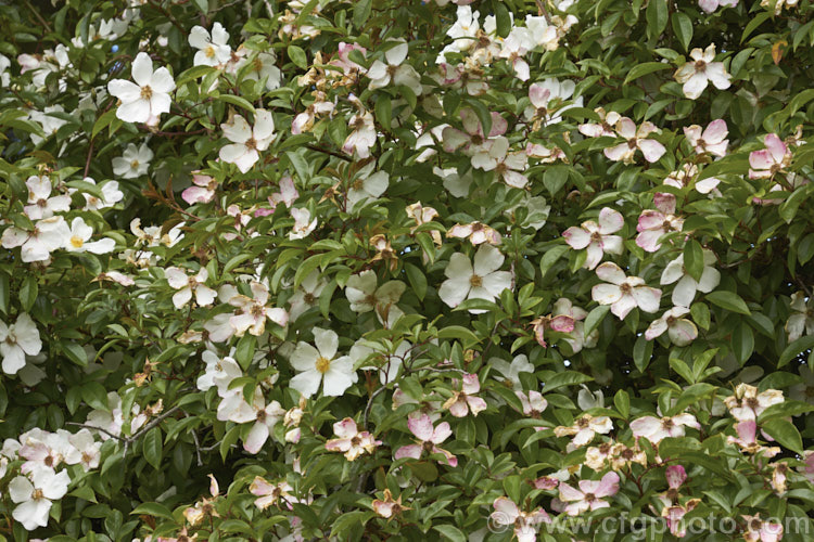 Cooper's Burmese. Rose (<i>Rosa 'Cooperi' [syns. Rosa gigantea 'Cooperi', Rosa laevigata 'Cooperi'), a lush, semi-evergreen rambling rose. The species that this rose is derived from originated in Nepal and Burma butt he exact origin of this form introduced in 1931 are unclear. Order: Rosales, Family: Rosaceae