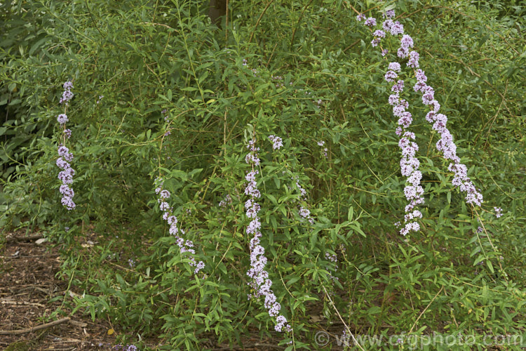 Buddleja alternifolia, a late spring- to early summer-flowering deciduous. Chinese shrub with arching and cascading stems. It can grow to as much as 9m tall and when not in flowers its narrow leaves and arching stems create a rather willow-like effect. The flowers occur only on the previous season's growth. buddleja-2053htm'>Buddleja. <a href='scrophulariaceae-plant-family-photoshtml'>Scrophulariaceae</a>.