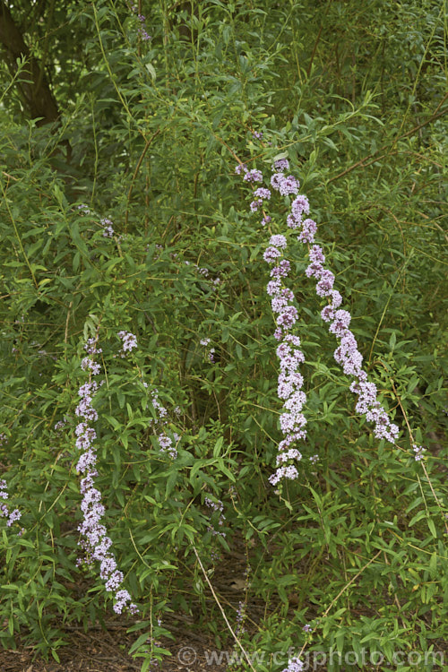 Buddleja alternifolia, a late spring- to early summer-flowering deciduous. Chinese shrub with arching and cascading stems. It can grow to as much as 9m tall and when not in flowers its narrow leaves and arching stems create a rather willow-like effect. The flowers occur only on the previous season's growth. buddleja-2053htm'>Buddleja. <a href='scrophulariaceae-plant-family-photoshtml'>Scrophulariaceae</a>.