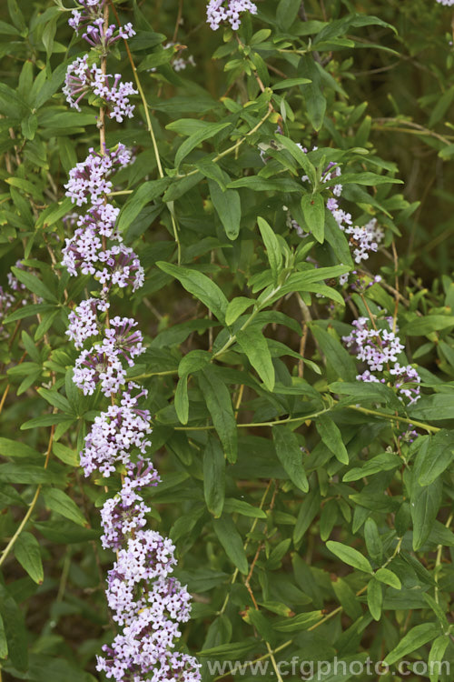 Buddleja alternifolia, a late spring- to early summer-flowering deciduous. Chinese shrub with arching and cascading stems. It can grow to as much as 9m tall and when not in flowers its narrow leaves and arching stems create a rather willow-like effect. The flowers occur only on the previous season's growth. buddleja-2053htm'>Buddleja. <a href='scrophulariaceae-plant-family-photoshtml'>Scrophulariaceae</a>.