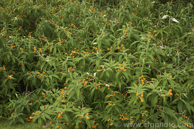 Orange Ball. Tree (<i>Buddleja globosa</i>), a near-evergreen, 4-6m tall shrub or small tree native to Chile and Argentina. Its small spherical flowerheads open from mid- to late spring. buddleja-2053htm'>Buddleja. <a href='scrophulariaceae-plant-family-photoshtml'>Scrophulariaceae</a>.