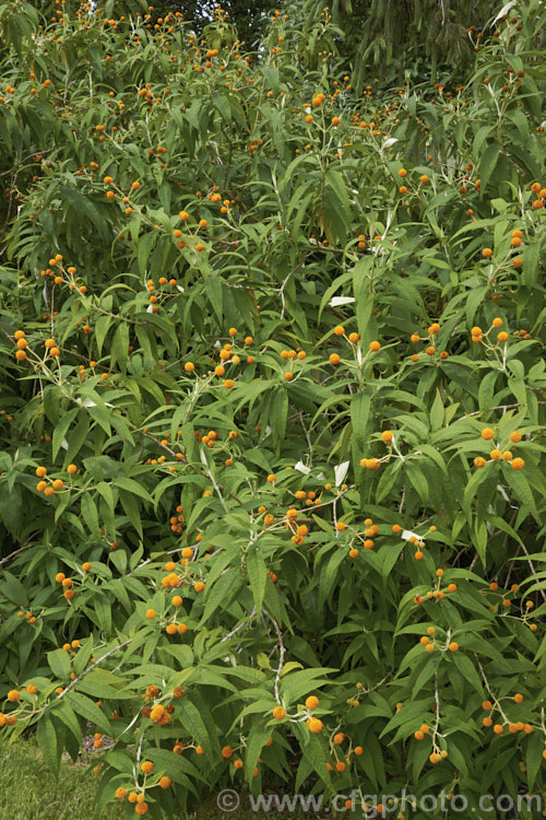 Orange Ball. Tree (<i>Buddleja globosa</i>), a near-evergreen, 4-6m tall shrub or small tree native to Chile and Argentina. Its small spherical flowerheads open from mid- to late spring. buddleja-2053htm'>Buddleja. <a href='scrophulariaceae-plant-family-photoshtml'>Scrophulariaceae</a>.