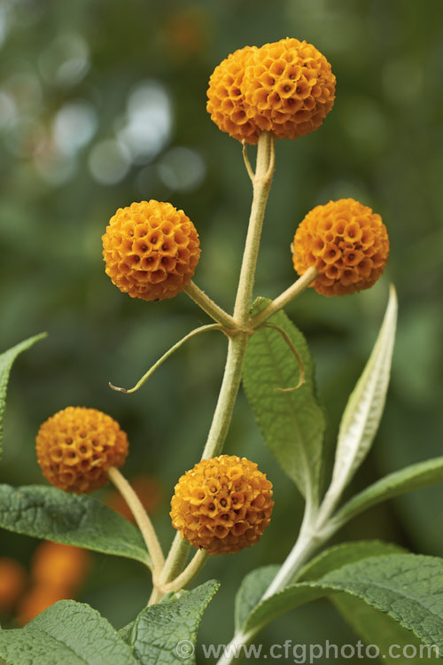 Orange Ball. Tree (<i>Buddleja globosa</i>), a near-evergreen, 4-6m tall shrub or small tree native to Chile and Argentina. Its small spherical flowerheads open from mid- to late spring. buddleja-2053htm'>Buddleja. <a href='scrophulariaceae-plant-family-photoshtml'>Scrophulariaceae</a>.