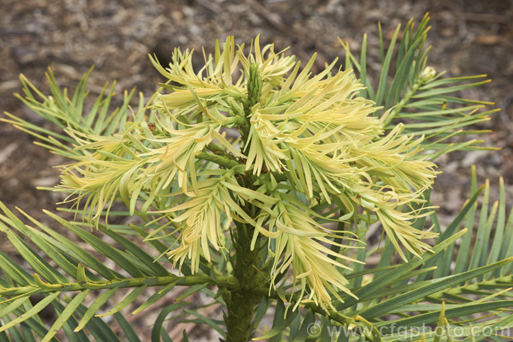 The distinctive young growth of the Wollemi. Pine (<i>Wollemia nobilis</i>), an evergreen conifer up to 40m tall, discovered in a narrow gorge in the Wollemi. National. Park, northwest of Sydney,Australia in 1994. The genus is thought to be around 200 million years old, is a member of the Araucariaceae and related to the Monkey Puzzle and Norfolk Island Pine. Although extremely rare in the wild, the Wollemi. Pine is slowly entering cultivation. wollemia-2935htm'>Wollemia. <a href='araucariaceae-plant-family-photoshtml'>Araucariaceae</a>.