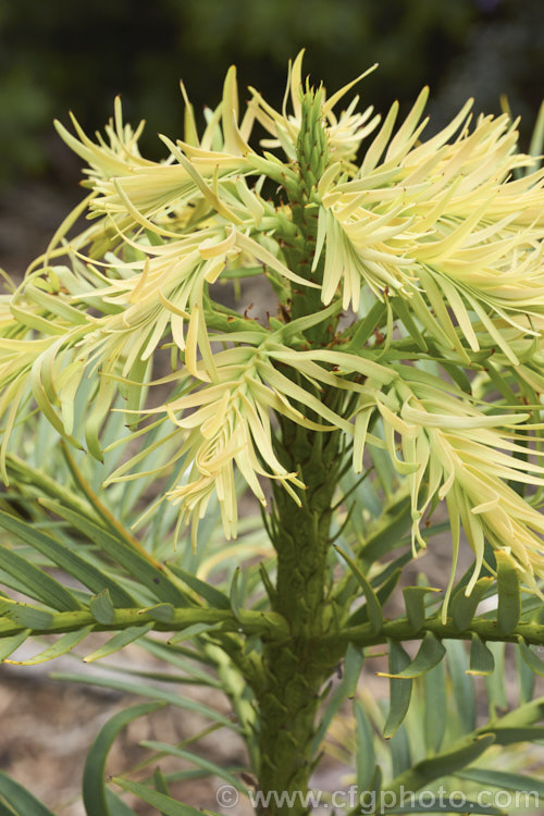 The distinctive young growth of the Wollemi. Pine (<i>Wollemia nobilis</i>), an evergreen conifer up to 40m tall, discovered in a narrow gorge in the Wollemi. National. Park, northwest of Sydney,Australia in 1994. The genus is thought to be around 200 million years old, is a member of the Araucariaceae and related to the Monkey Puzzle and Norfolk Island Pine. Although extremely rare in the wild, the Wollemi. Pine is slowly entering cultivation. wollemia-2935htm'>Wollemia. <a href='araucariaceae-plant-family-photoshtml'>Araucariaceae</a>.